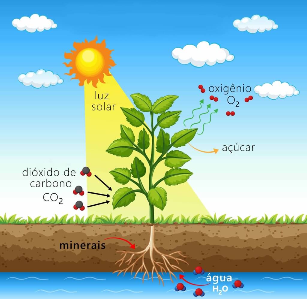 Gráfico vetorizado mostrando o processo de fotossíntese de uma planta