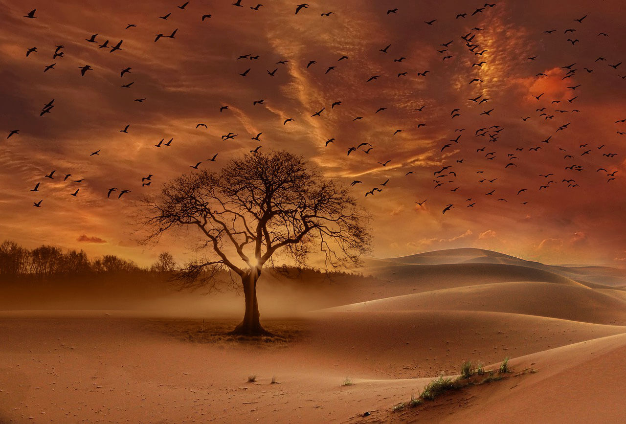 Imagem de uma árvore no meio de um deserto no qual misturam-se pouca vegetação, sugerindo que a natureza precisa de cuidados e por isso o IPCC soou alarme preocupante sobre impactos climáticos