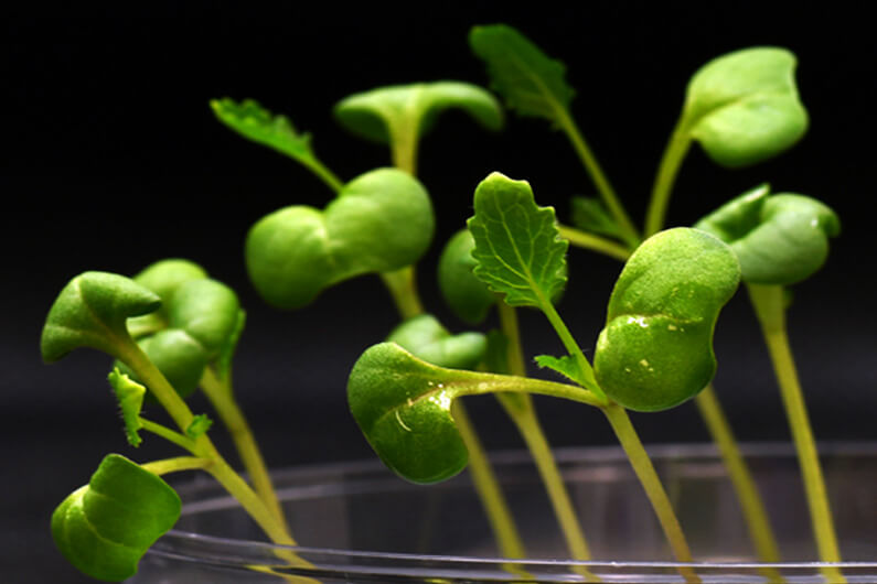 Imagem de plantas cultivadas em laboratório para sugerir que a fotossíntese artificial pode produzir comida sem a luz solar