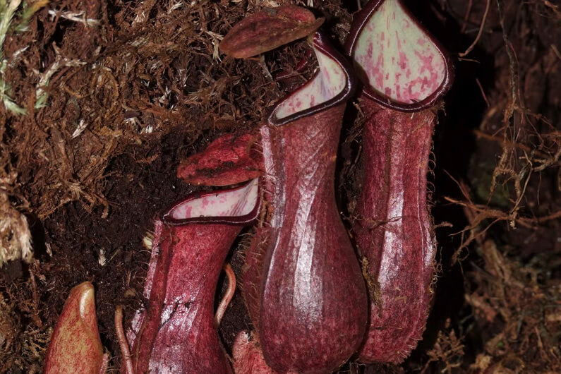 Foto de uma planta nepenthes pudica para ilustrar o artigo que uma planta carnívora em forma de jarro captura suas presas no subsolo