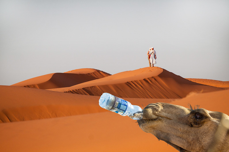 Imagem de um deserto mostrando a cara de um camelo com uma garrafa de água na boca para ilustrar que a dessalinização pode ser a chave para escassez global de água. Foto: Bernd/Juergen Balbach/Pixabay