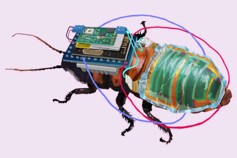 Imagem de uma barata carregando um dispositivo eletrônico para ilustrar que baratas ciborgues agora se movem com energia solar. Imagem: RIKEN