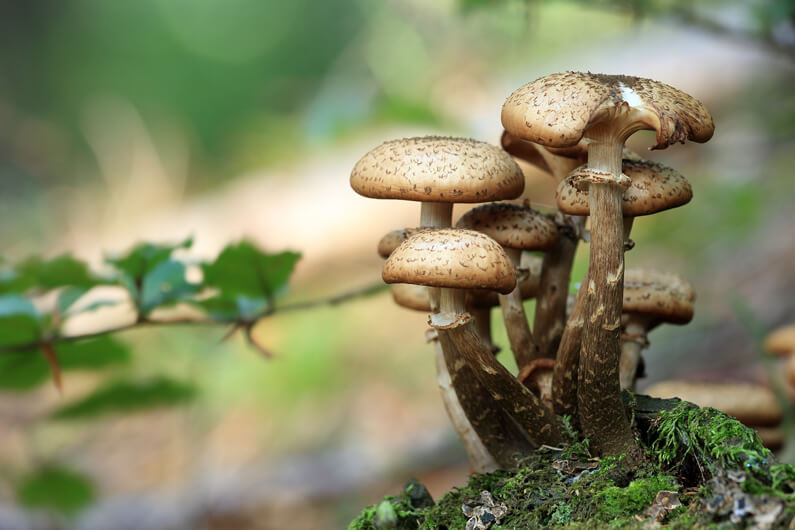 Imagem de vários cogumelos no campo para ilustrar artigo sobre proteínas à base de cogumelos e a nova onda de fertilizantes. Foto: Tomasz Proszek | Pixabay
