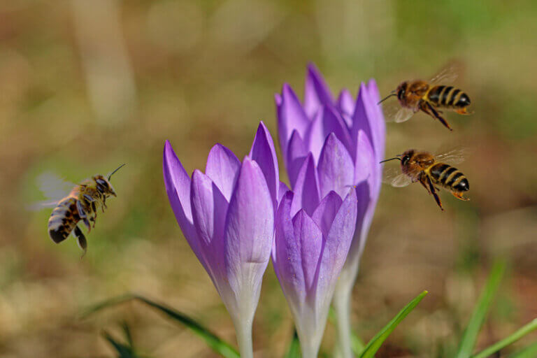 Expectativa de vida das abelhas reduziu 50% em 50 anos