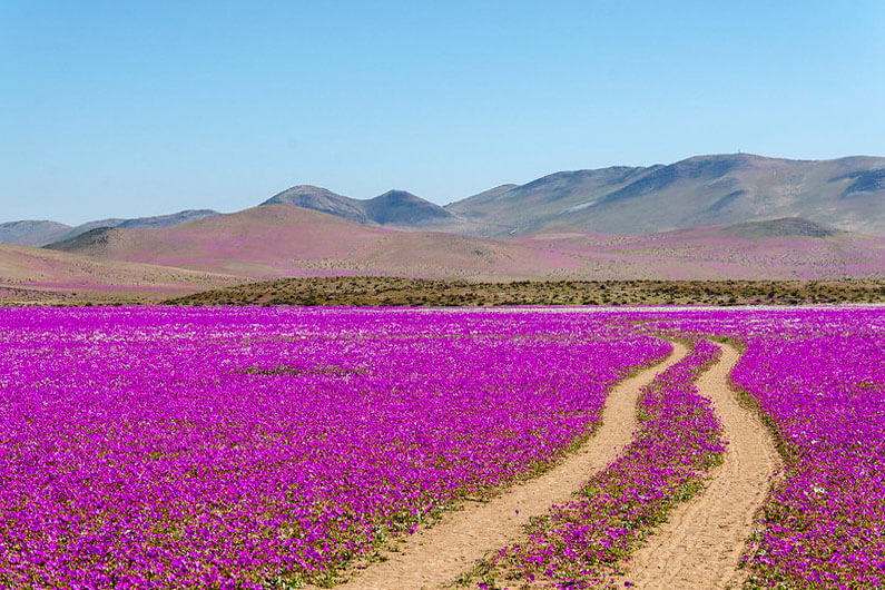 Imagem do deserto florido do Atacama para ilustrar artigo sobre qual o segredo das flores do deserto mais seco do mundo? Foto: Cortesia Carolina Salaza Coloma/Flickr