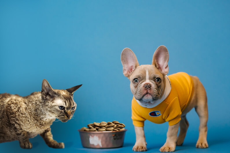 Imagem de um recipiente com ração entre um gato e um cachorro para ilustrar o artigo sobre quais alimentos para pets são os mais ecológicos. Foto: Karsten Winegeart/Unsplash/Freepik.