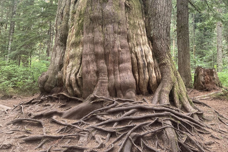 Foto da raiz de uma árvore bem grande para ilustrar post sobre o resumo dos 5 principais acontecimentos da COP15. Foto: Jesse Klein/GreenBiz/Reprodução.