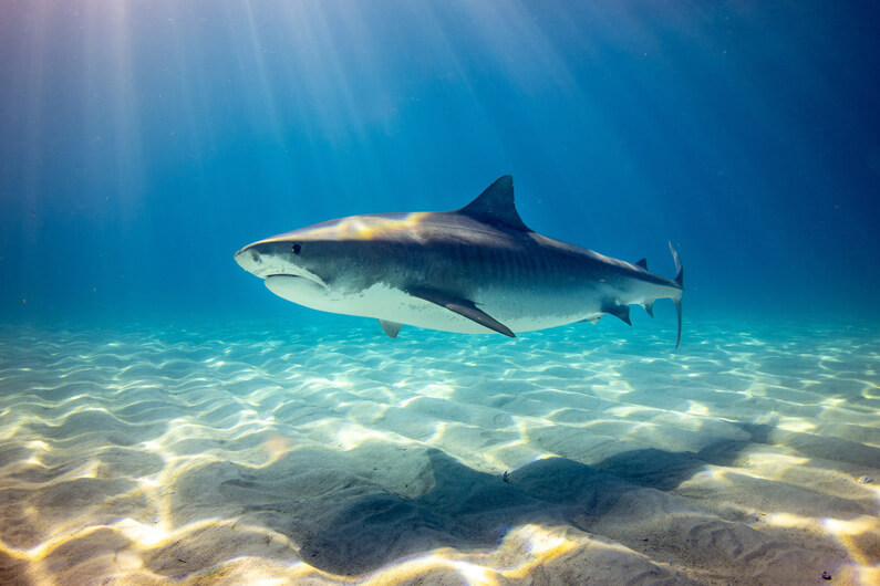 Imagem de um tubarão no mar para ilustrar as cinco tecnologias humanas inspiradas pela natureza. Foto: Gerald Schömbs/Unsplash