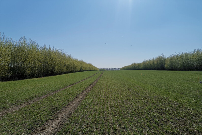 Imagem de um campo aberto repleto de árvores em aleias sob um céu azul para ilustrar que plantar árvores em fileiras reduz danos ao meio ambiente.