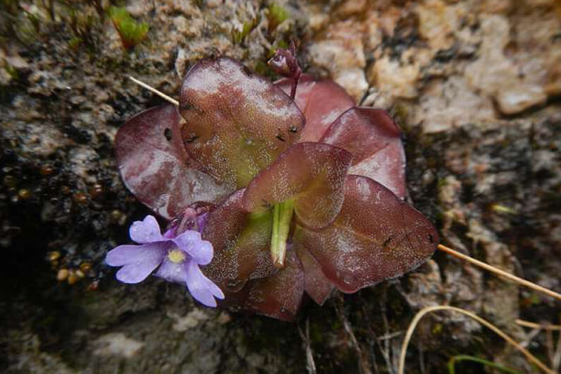 Foto de uma planta com flores em tons lilás e vinho para ilustrar sobre como foram descobertas duas novas e belas espécies de plantas carnívoras.