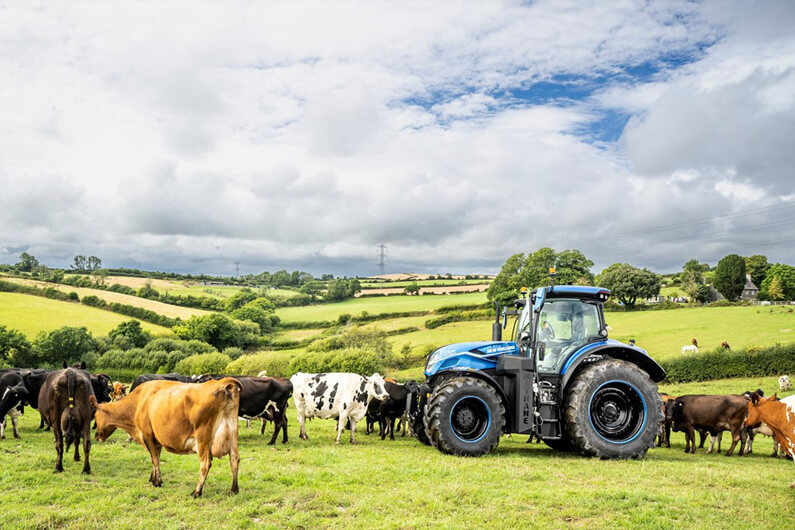 Foto de um trator pequeno em volta de várias vacas em um campo esverdeado para ilustrar o artigo sobre um novo trator movido a combustível oriundo de esterco bovino.