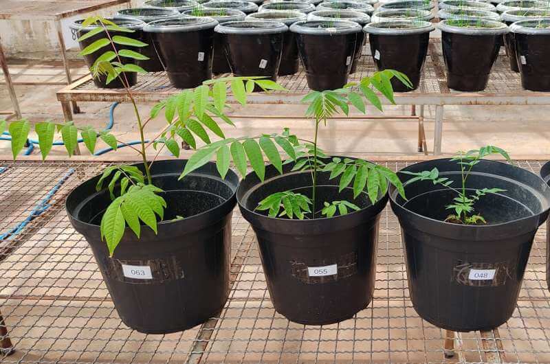 Foto de três vasos pretos de plástico com a planta cedro rosa em cada um dos vasos, em tamanhos diferentes, para ilustrar que terra preta da Amazônia é o segredo para restaurar florestas.