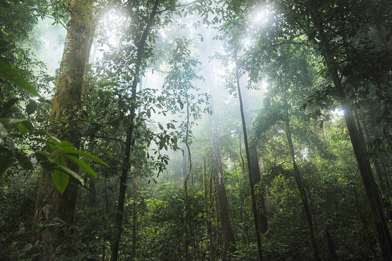 Imagem de uma floresta com um pouco de claridade entrando pelas árvores para ilustrar que cientistas descobriram a temperatura em que a fotossíntese para