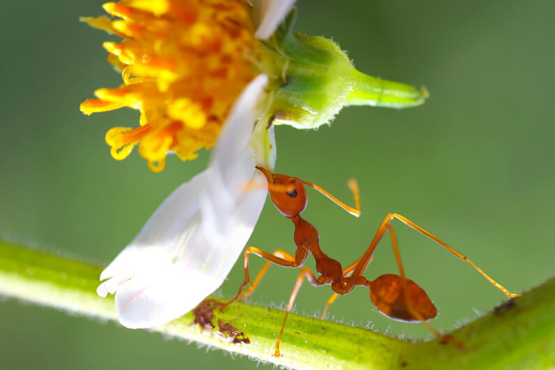 Imagem de uma formiga amarela mordendo uma flor para ilustrar post cujo título diz que as formigas invasoras são ameaças silenciosas aos ecossistemas.