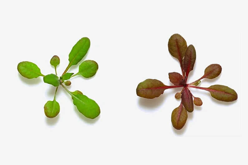 Imagem de folhas e caules verdes e folhas e caules avermelhados ilustram artigo cujo título diz que uma planta muda de cor para alertar presença de poluentes ambientais.