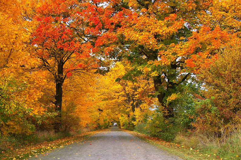 Imagem de uma estrada asfaltada repleta de árvores dos dois lados encobrindo o céu e com folhas amarelas e laranjas ilustram o artigo que aborda sobre como a mudança do clima tem afetado as estações.