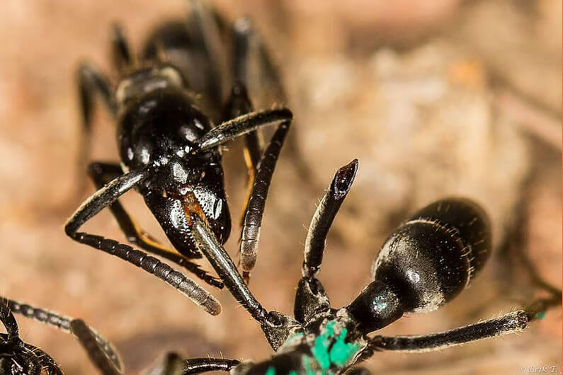 Foto mostrando duas formigas pretas, uma tratando a outra, para ilustrar post que diz que as formigas produzem substâncias que podem salvar vidas humanas.