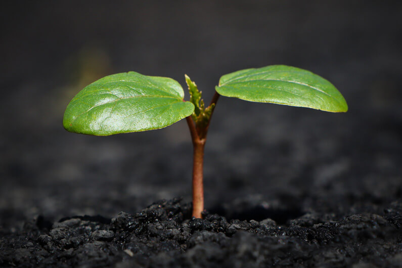 Imagem de uma plantinha com duas folhas brotando de um solo escuro para ilustrar um post que aborda três lições de sustentabilidade sobre os sistemas alimentares.