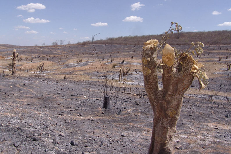 Imagem da caatinga desmatada sob um céu azul com nuvens casuais para ilustrar o artigo cujo título diz que a ação humana transformou 89% da Caatinga.