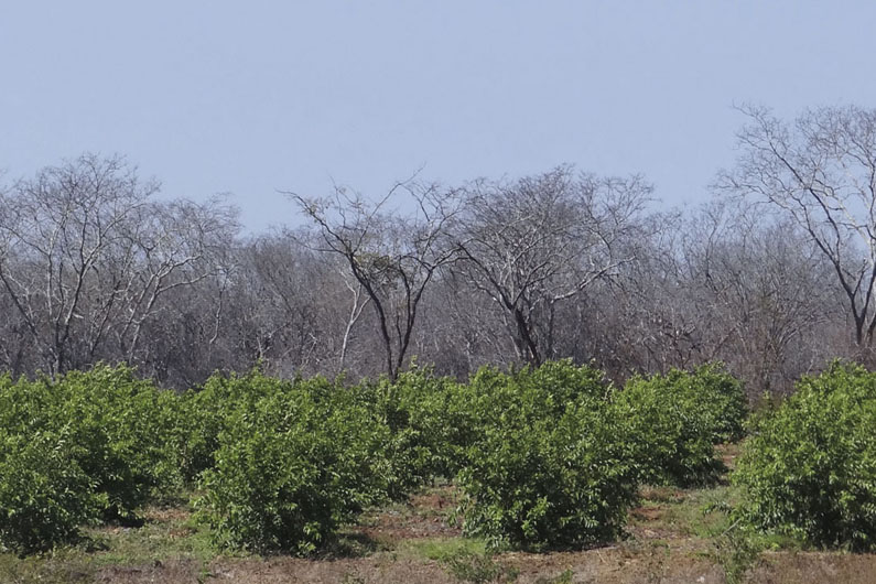 A ação humana transformou 89% da Caatinga, seja por queimadas ou por desmatamento.