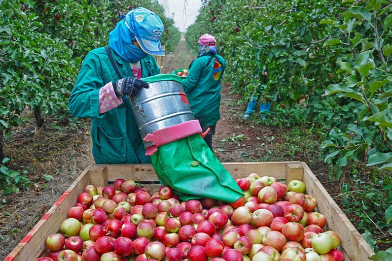 Imagem de agricultores colhendo maçãs entre uma vegetação ilustra o post cujo título diz que dietas veganas limpam o ar e podem salvar mais de 200 mil vidas.
