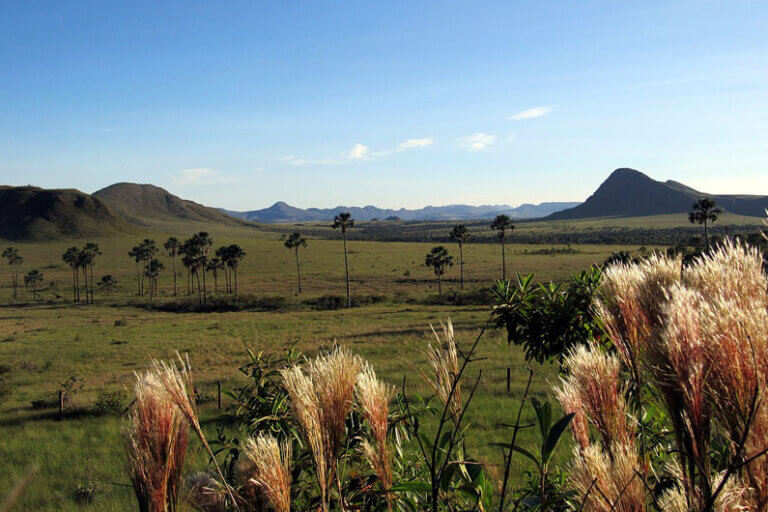Proteção ambiental do Cerrado pode gerar US$ 72 Bi para o Brasil