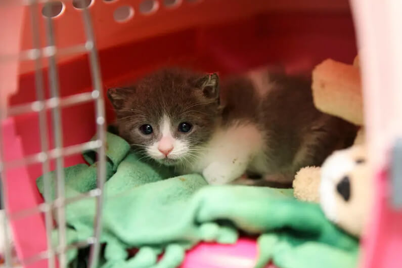 Imagem de um gatinho marrom e branco em cima de uma coberta verde e dentro de uma casinha para ilustrar o post cujo título pergunta: o Nascimento descontrolado de gatinhos seria culpa do clima?